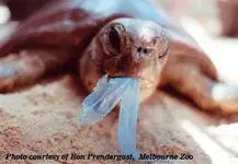 turtle72.webp