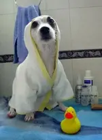 Touch the duck... I keel you.webp