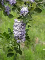 P3190042_2.webp