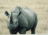 rhino_blk_face.gif