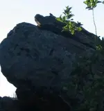 pig on the rock.webp