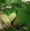 CAEA5180.webp