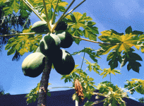 PawPaws.gif