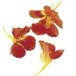 blossom.webp