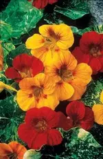 nasturtium-alaska2.webp