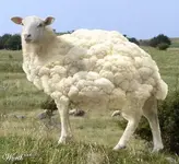 cauliflower.webp