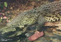 gator.webp