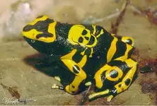 piratefrog.webp