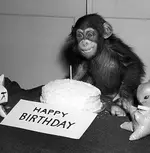 the_chimp_is_happy.webp
