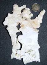 DSCF5423.webp