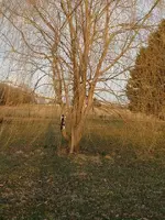 03 10 yard work 011.webp