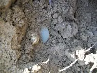 MARCH 10TH COLONIAL  CELLAR HOLE SOLO HUNT 006 [].webp