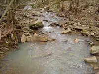 Deep In The Forest 002.webp