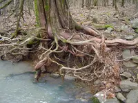Deep In The Forest 003.webp