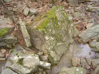 Deep In The Forest 001.webp