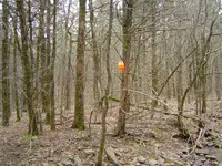 Deep In The Forest 004.webp