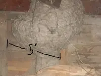wasp.webp