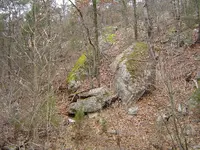 Deep In The Forest 008.webp