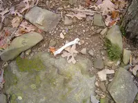 Deep In The Forest 010.webp