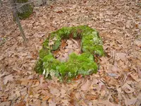 Deep In The Forest 012.webp