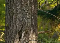 Owl in tree.webp