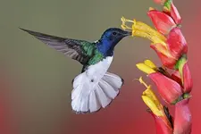 hummingbird.webp