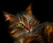 Cat.webp