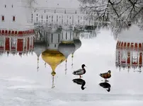 Reflections.webp