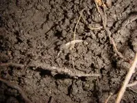 Dirt shot 1.webp
