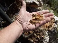 Quartz Vein (Maybe Roscoelite) Mica with Gold 021.webp