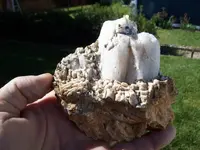 Quartz Vein (Maybe Roscoelite) Mica with Gold 039.webp