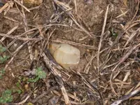 flint1.webp