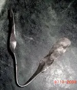 CIMG1199.webp