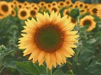 10 kansa.webp