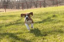 Sadie #2 (650x434).webp