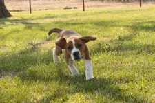 Sadie #5  (650x434).webp