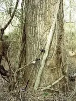 old tree.webp
