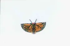 butterpin-main_Full.webp