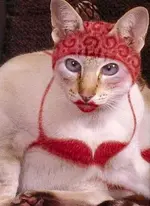 LipstickCat.webp