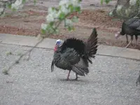 Gobbler2.webp