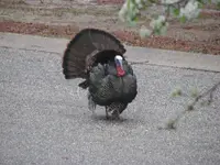 Gobbler3.webp