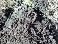 100_1101.webp