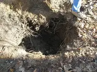 Dig Me #3.webp
