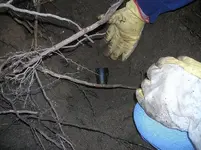 Dig Me #7.webp