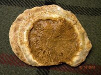 Fossil 1.jpg