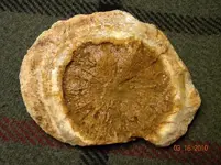 Fossil 1.webp