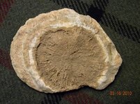 fossil 2.jpg
