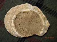 fossil 2.webp