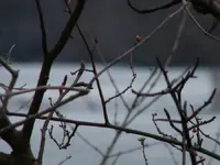 spring buds.webp