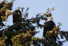 Eagle4.webp